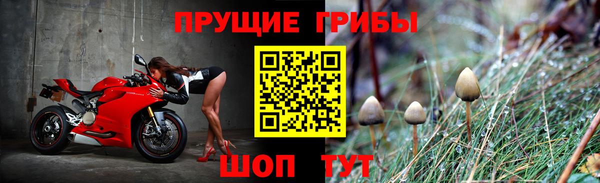 Галлюциногенные грибы Psilocybine cubensis  Вход с VPN  хочу   Псилоцибиновые грибы прущие грибы  Гай 